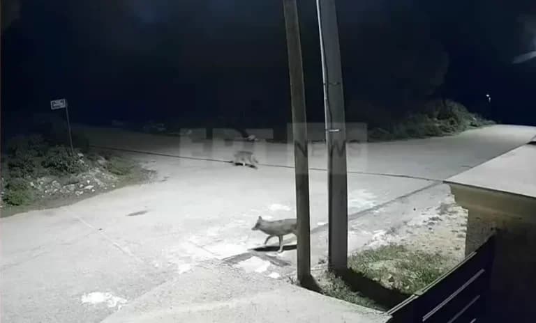 Λύκος επιτέθηκε ξανά σε στάνη στη Νικήτη Χαλκιδικής