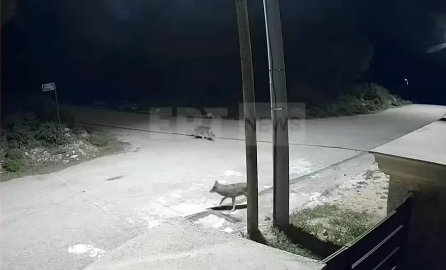 Λύκος επιτέθηκε ξανά σε στάνη στη Νικήτη Χαλκιδικής