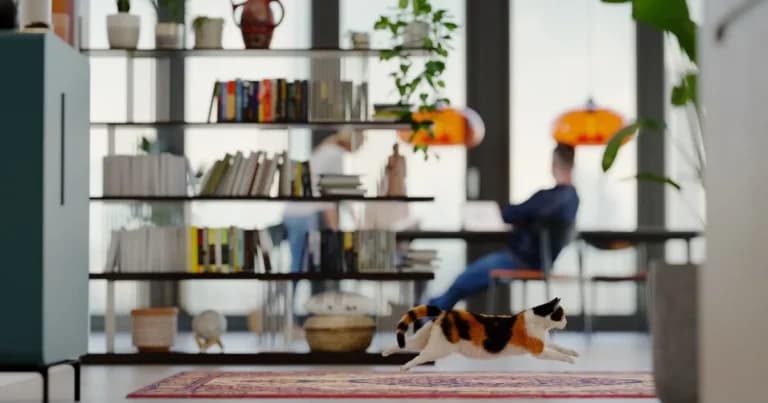 Zoomies: γιατί σκύλοι και γάτες τρέχουν ξαφνικά στο σπίτι