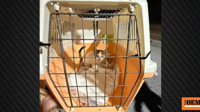 Πολύωρη επιχείρηση διάσωσης δύο γατιών στη Ρόδο