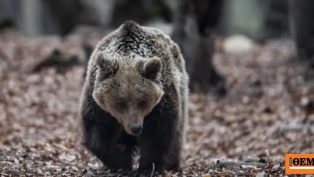 Η κλιματική αλλαγή αποσυντονίζει τη ζωή των ζώων