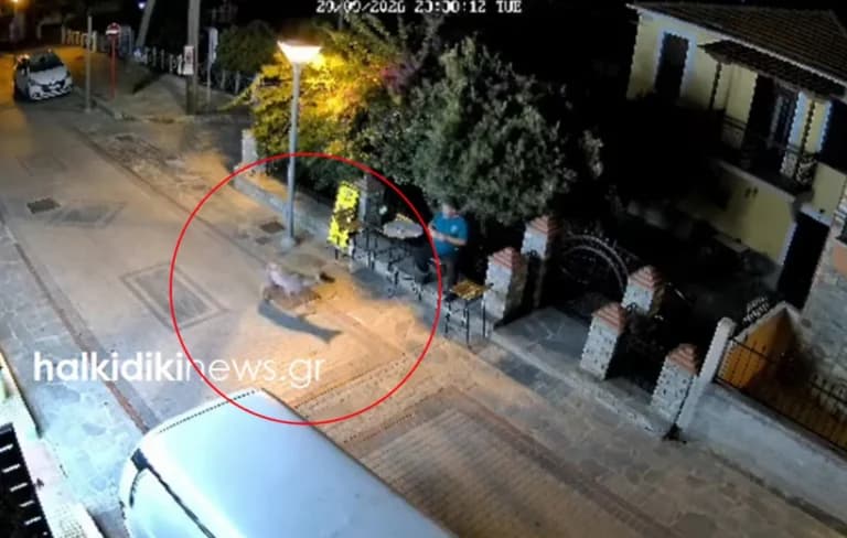 Ο λύκος στη Νικήτη Χαλκιδικής ανησυχεί τους κατοίκους