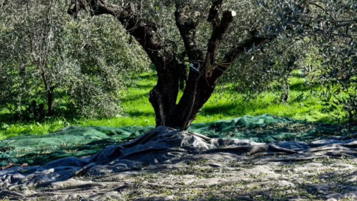 Ηλεία: Τραγικό τέλος για 73χρονο μέσα στον ελαιώνα του