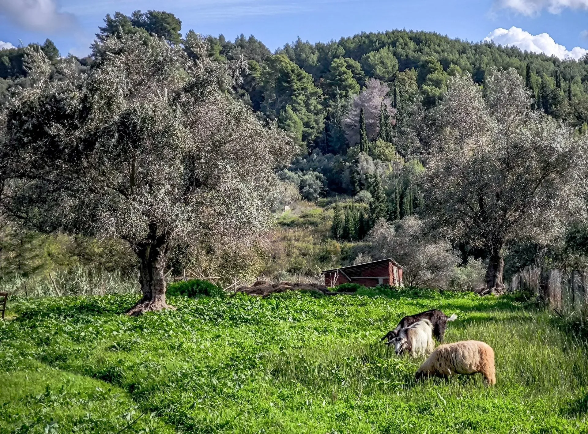 Κτηνοτρόφοι Λέσβος αφθώδης πυρετός εκτροφές