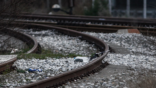 Σιδηροδρομική γραμμή Θεσσαλονίκης Έδεσσας Βέροια δέντρο