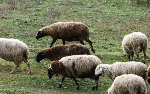 Κτηνοτρόφοι Λέσβος αφθώδης πυρετός εκτροφές
