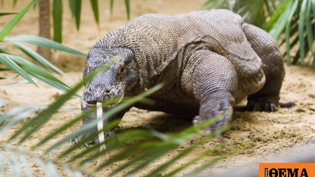 Δράκος του Κομόντο σε φυσικό περιβάλλον Ινδονησία