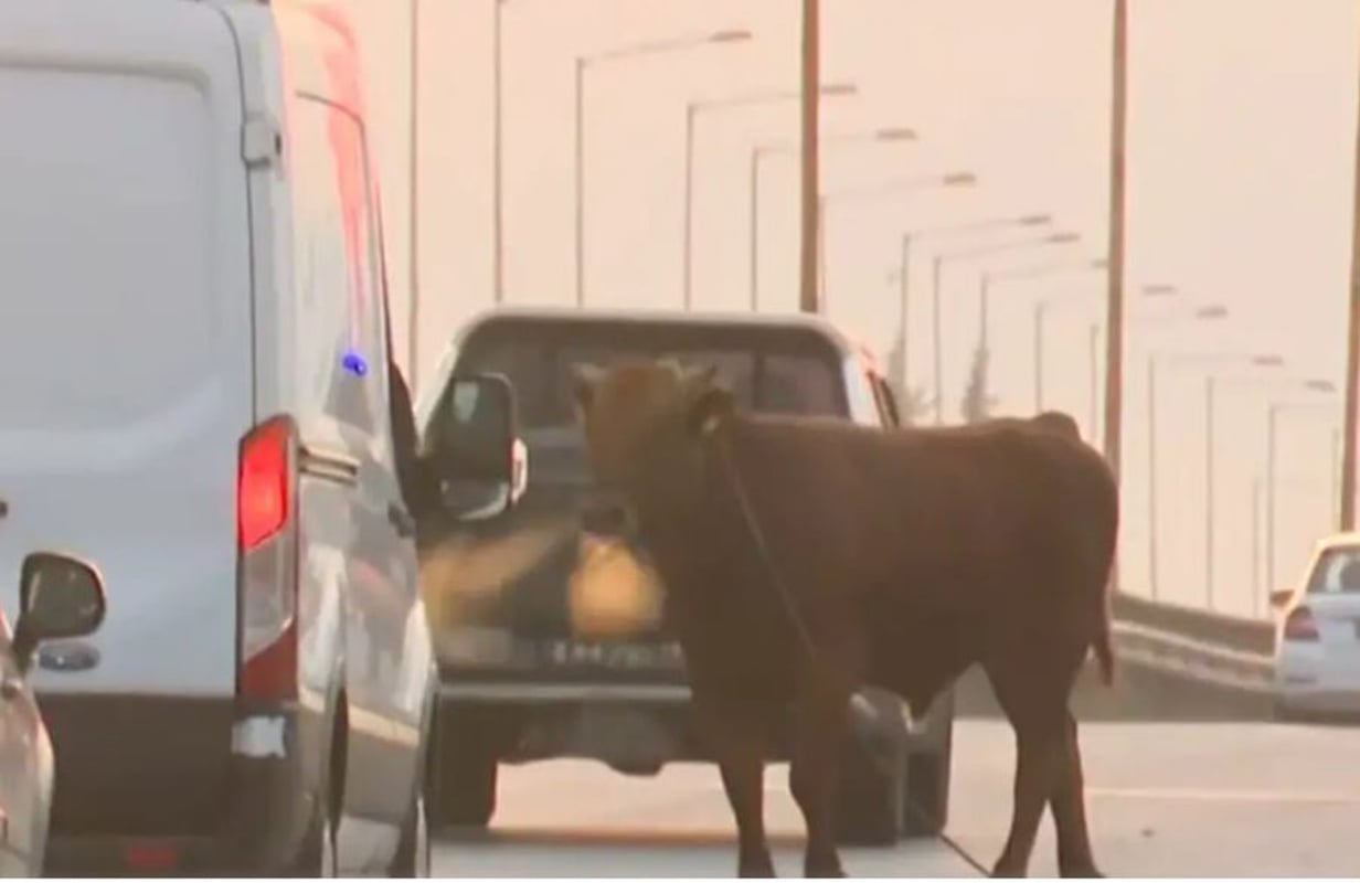 Αγελάδα στην Εθνική Οδό Θεσσαλονίκης Σίνδος