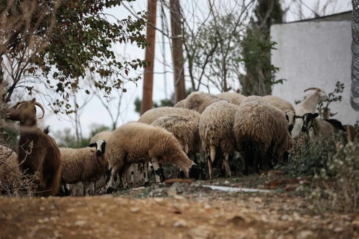 Αιγοπρόβατα σε εκτροφή ευλογιά Ελλάδα