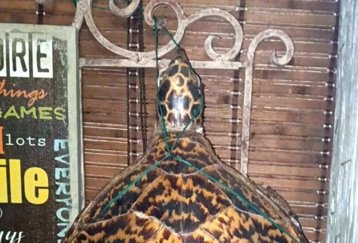 Γερακοχελώνα Hawksbill σπάνιο προστατευόμενο είδος θάλασσα