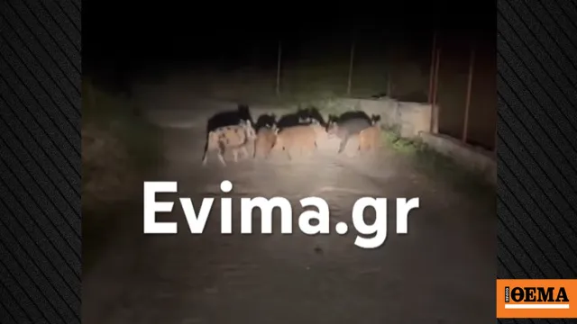 αγριογούρουνα σε δρόμο της Εύβοιας τη νύχτα