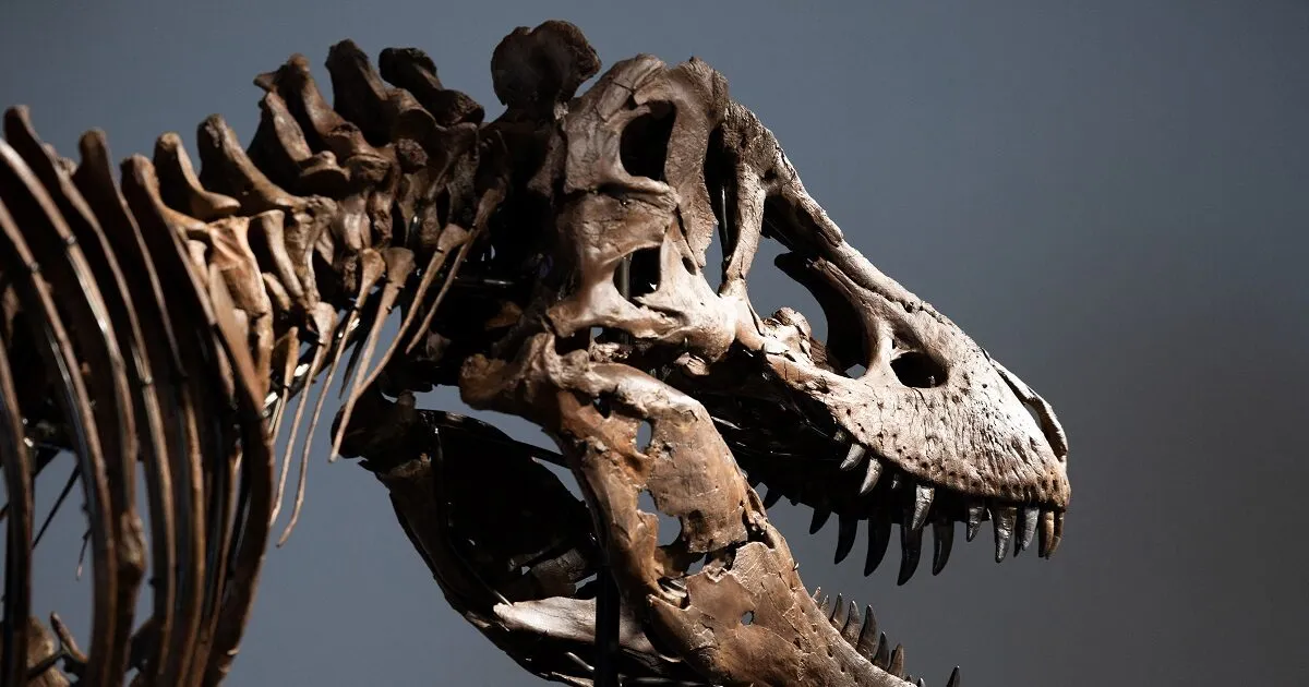 Ο σκελετός T-Rex Γκας σε δημοπρασία του Sotheby's