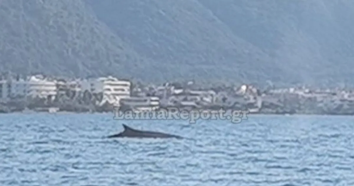 Φάλαινα φυσητήρας αναδύεται στη θάλασσα κοντά στην ακτή