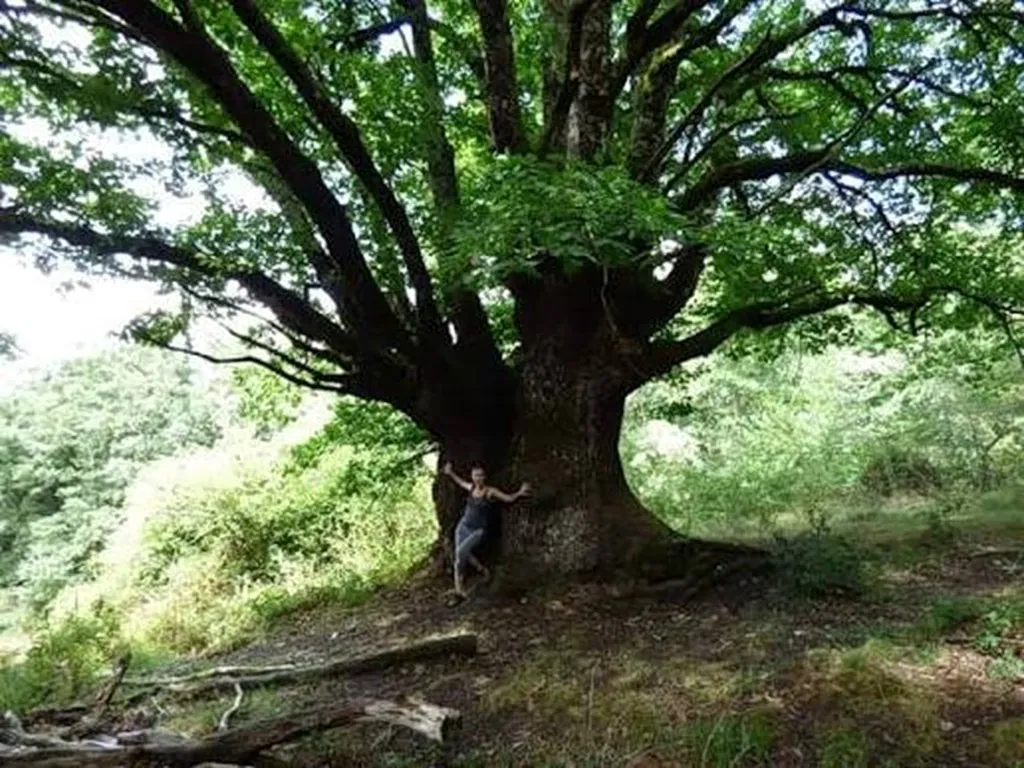 Η υπεραιωνόβια καστανιά Αμπουέλο στο δάσος της Ισπανίας