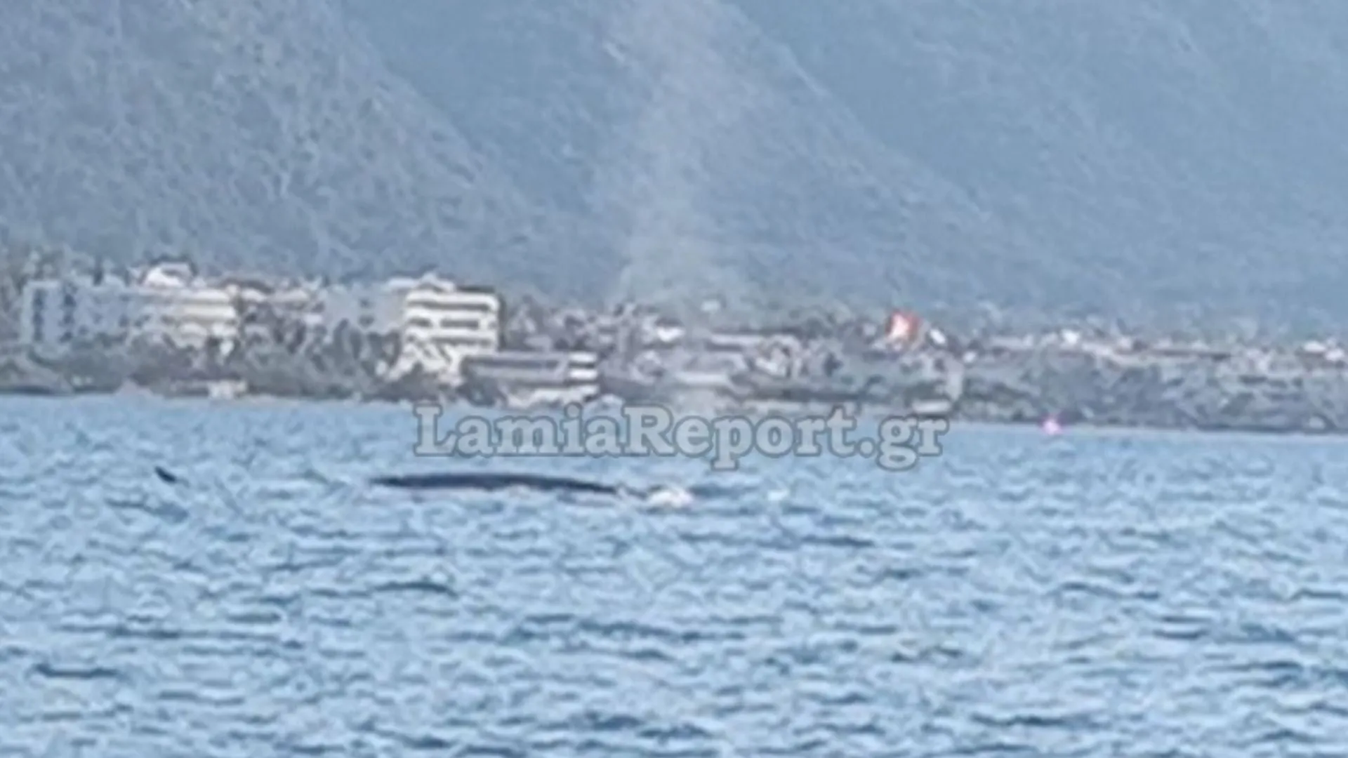 Φυσητήρας αναδύεται στη θάλασσα στα Καμένα Βούρλα