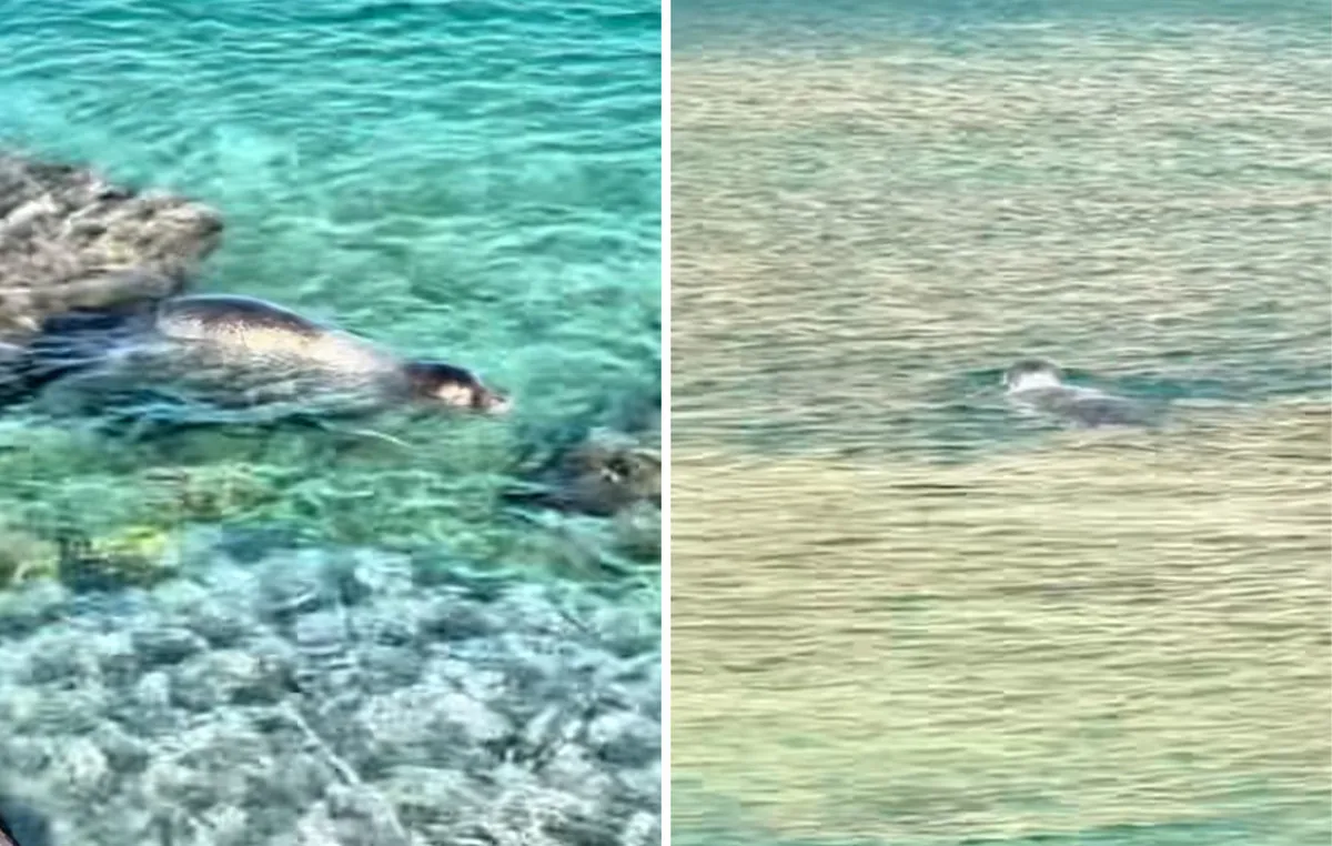 Φώκια κολυμπά δίπλα σε λουόμενους στην παραλία της Σύμης