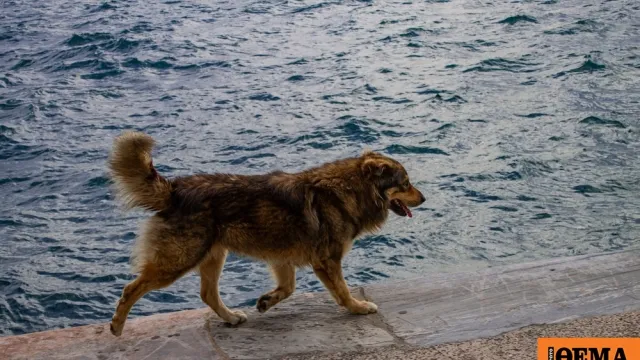 Νέα Παραλία Θεσσαλονίκης όπου σκύλος δάγκωσε 59χρονο
