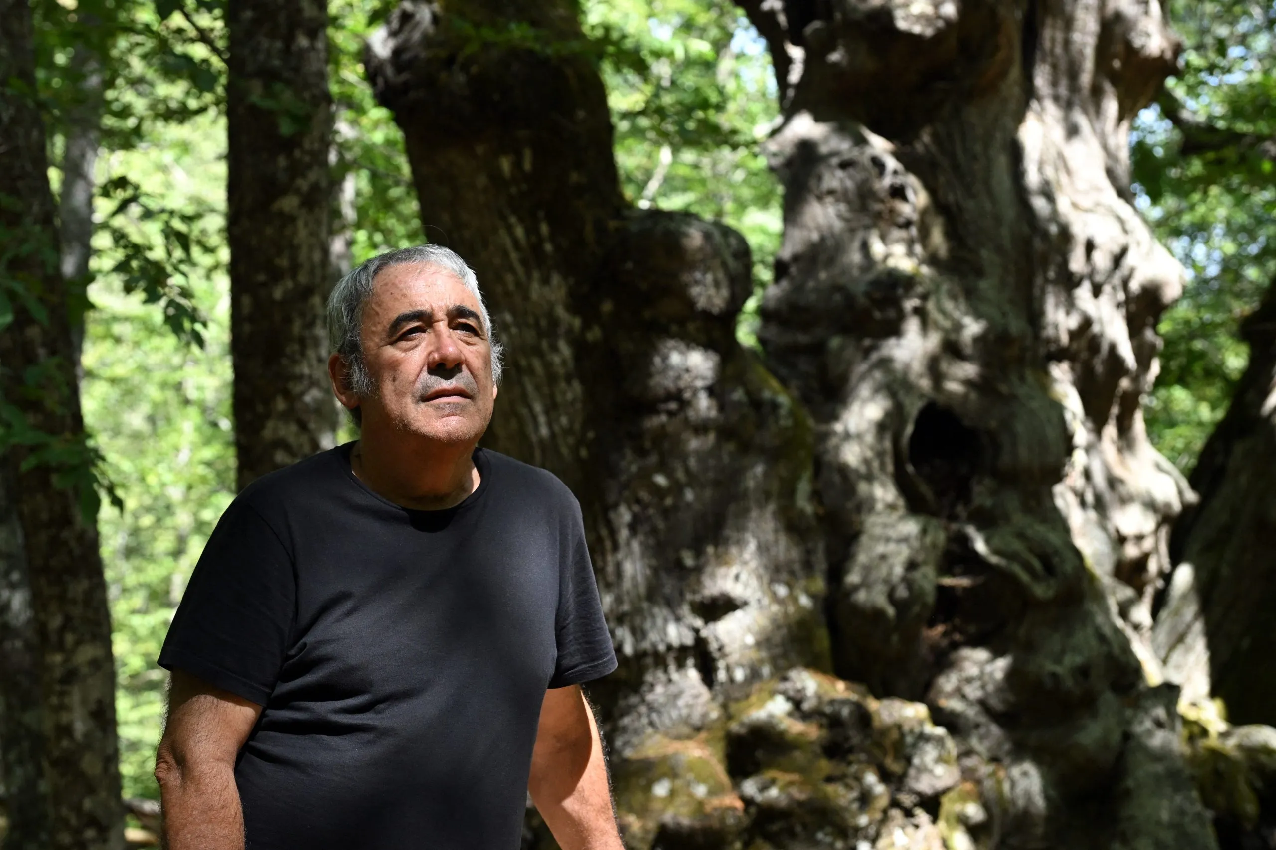 Η υπεραιωνόβια καστανιά Αμπουέλο στο δάσος της Ισπανίας