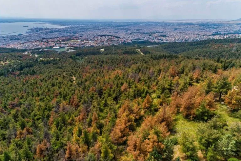 Δασικές περιοχές Θεσσαλονίκης απαγόρευση κυκλοφορίας λόγω πυρκαγιάς