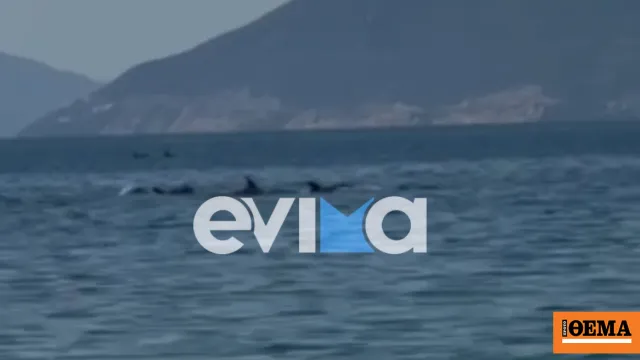 Κοπάδι δελφινιών κολυμπά στην παραλία των Ροβιών Ευβοίας