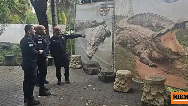 Κροκόδειλος του Νείλου κοντά σε φυλακή στο Ισραήλ