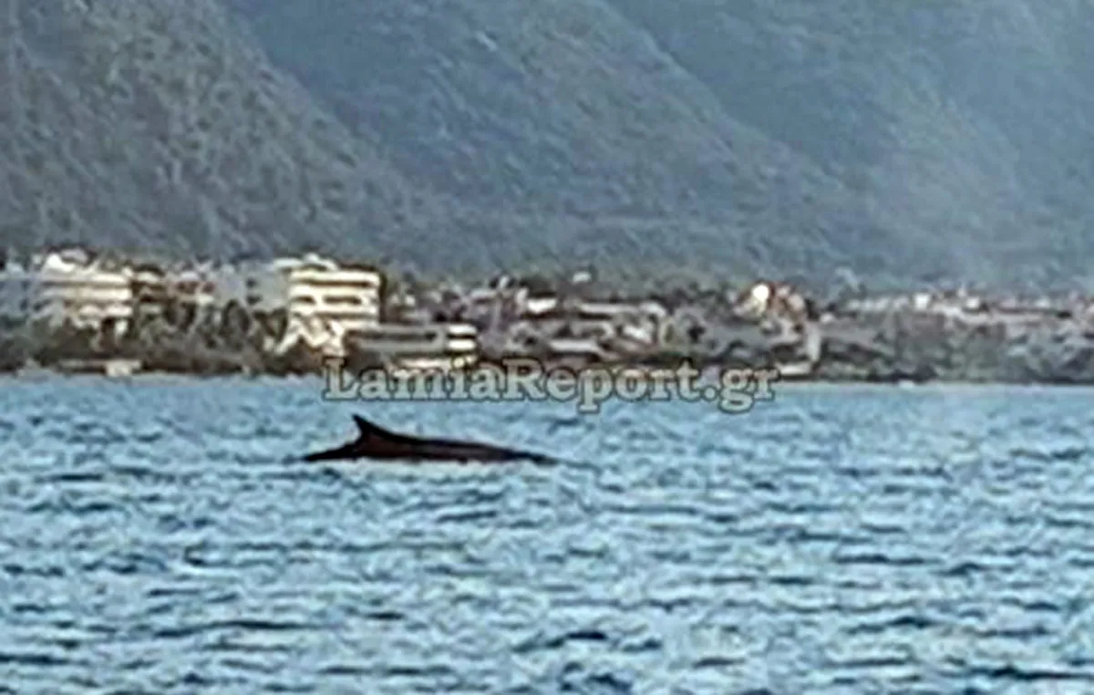 Φάλαινα φυσητήρας αναδύεται στη θάλασσα κοντά στην ακτή