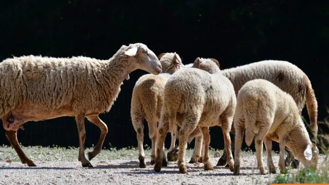 Πρόβατα σε αγρόκτημα στην Καστοριά
