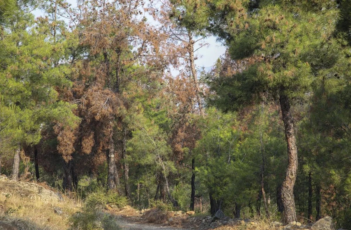 Πάρκο στην Πολίχνη Θεσσαλονίκης όπου έγινε η επίθεση