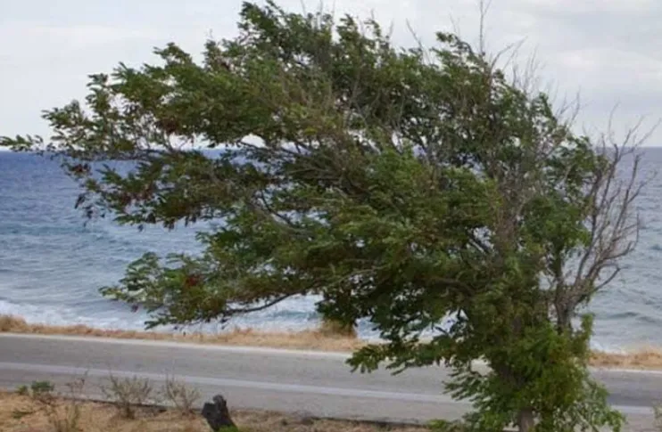 Δασική πυρκαγιά με έντονο καπνό υπό ισχυρούς ανέμους