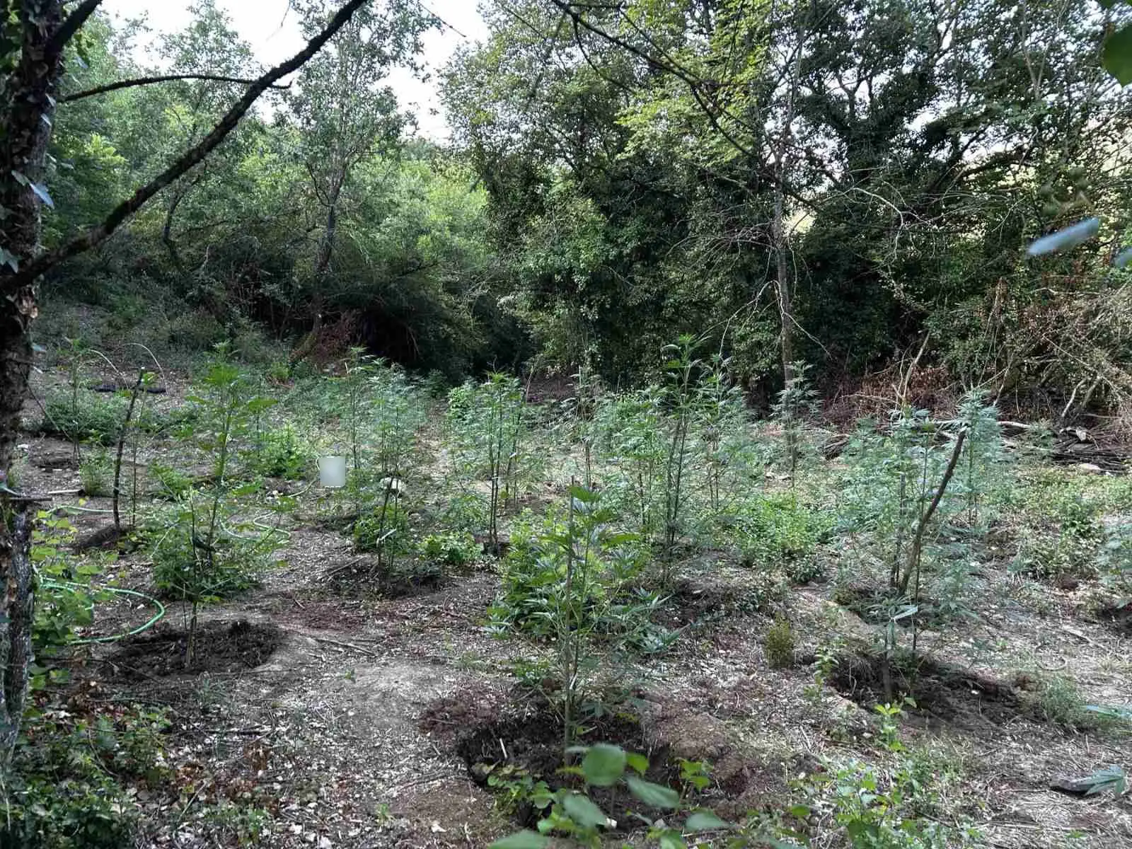 Λεπτομερής φωτογραφία της επιφάνειας του ήλιου από το τηλεσκόπιο Inouye