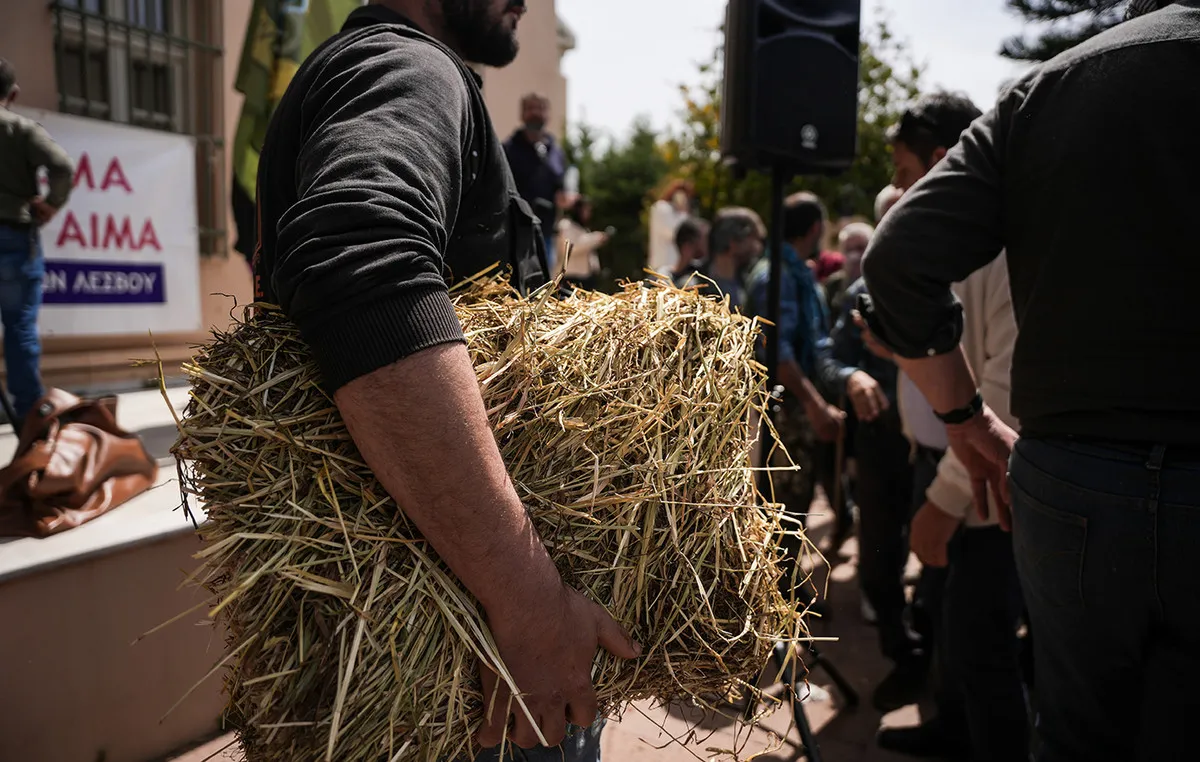 Κτηνοτροφική εκτροφή αιγοπροβάτων στη Λέσβο υπό επιτήρηση