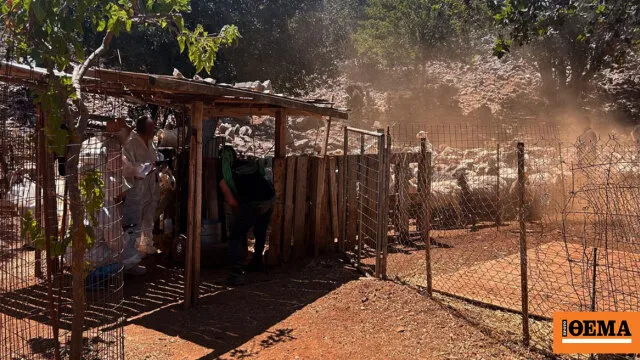 Η ΑΑΔΕ ελέγχει 195 κτηνοτρόφους για αγροτικές επιδοτήσεις