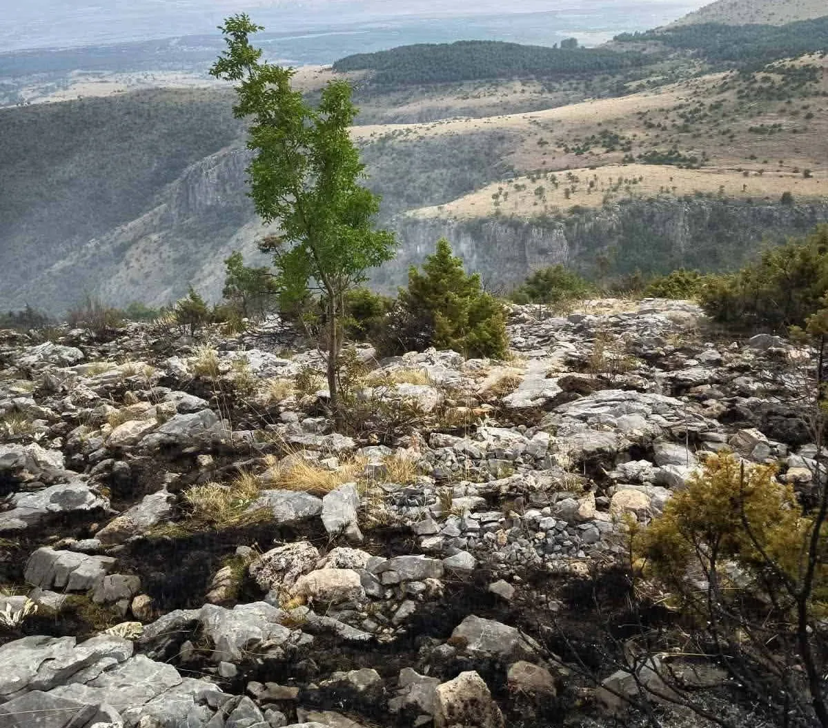 Πυροσβεστικό αεροσκάφος ρίχνει νερό σε δασική πυρκαγιά