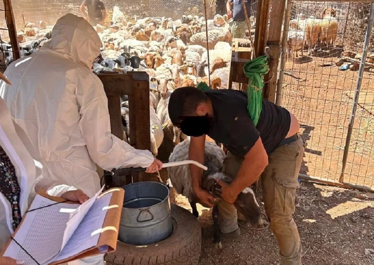 Έλεγχος ΑΑΔΕ σε κτηνοτροφική μονάδα στην Κρήτη