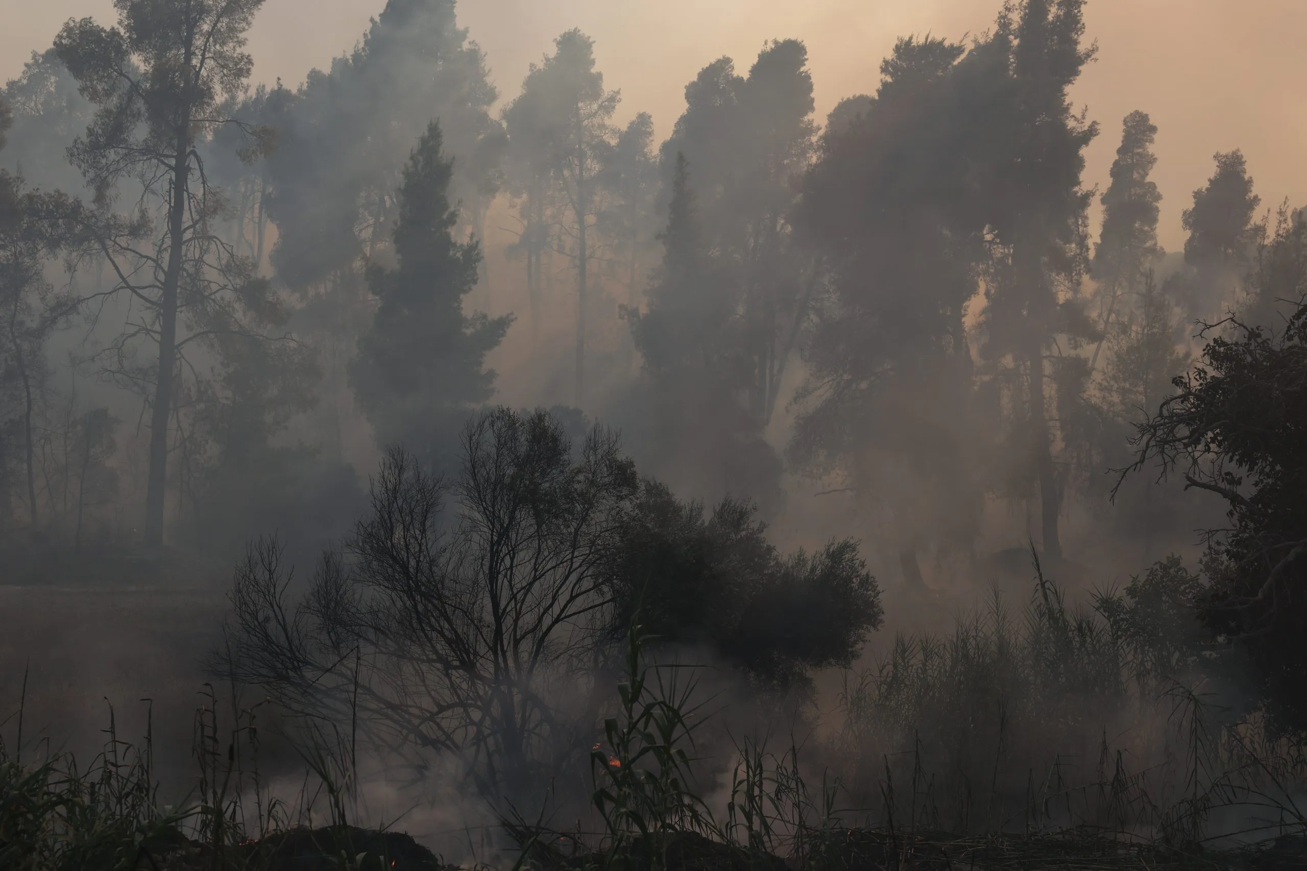 Πυρκαγιά στο δάσος χαλεπίου πεύκης της Σίβηρης στη Χαλκιδική
