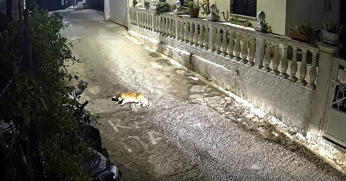 Όχημα περνάει πάνω από σκύλο σε δρόμο στην Κέρκυρα