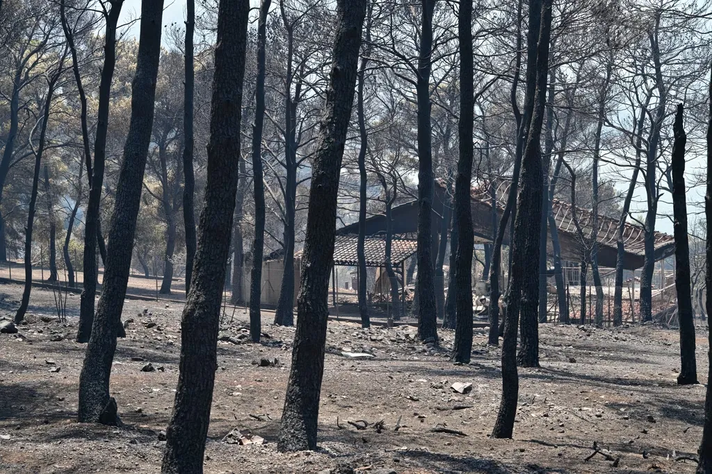 Καμένα σπίτια και δέντρα στο Πόρτο Γερμενό μετά την πυρκαγιά
