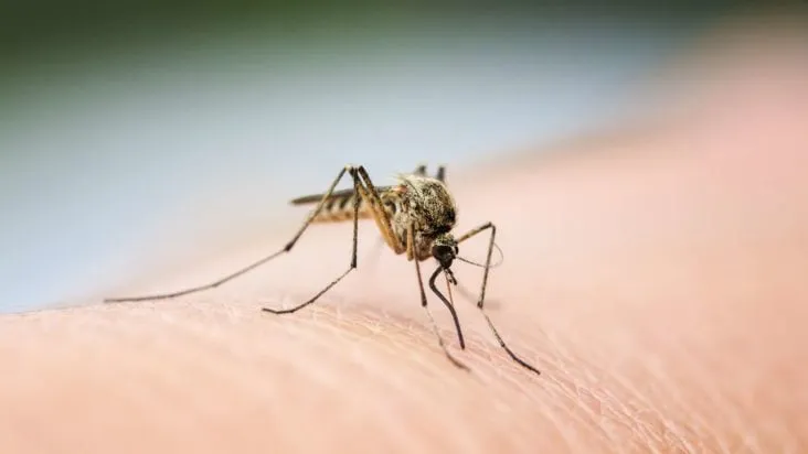 Κουνούπι μεταδίδει τον ιό Δυτικού Νείλου στην Ελλάδα