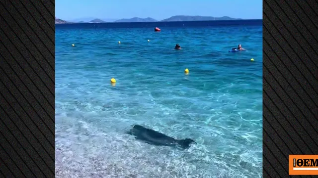 Φώκια κολυμπά στα ρηχά της παραλίας Κινέτας