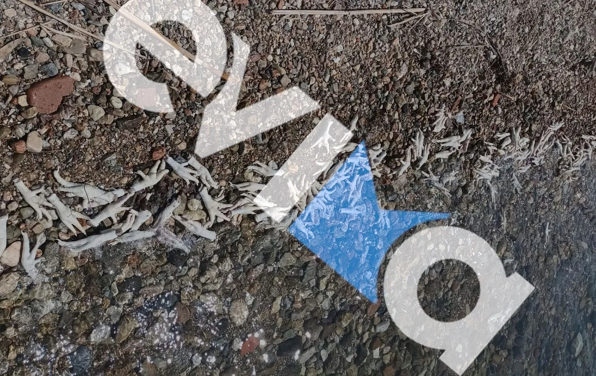 Πόδια πουλερικών ξεβρασμένα σε παραλία της Εύβοιας
