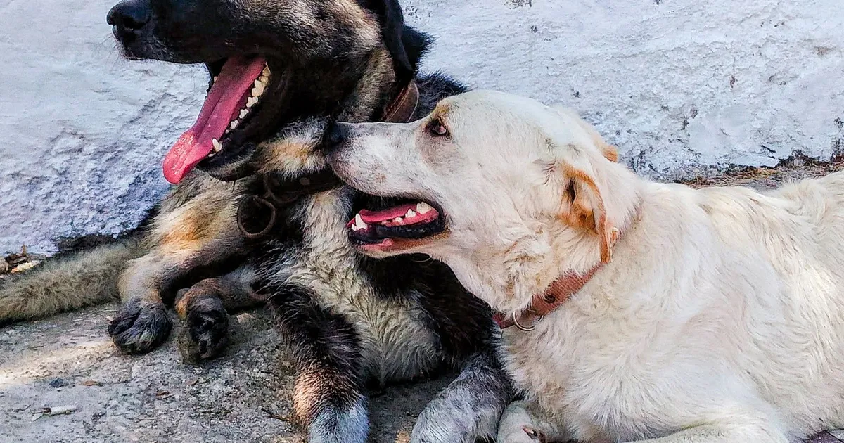 Νοσοκομείο Ρεθύμνου μετά από επίθεση σκύλου