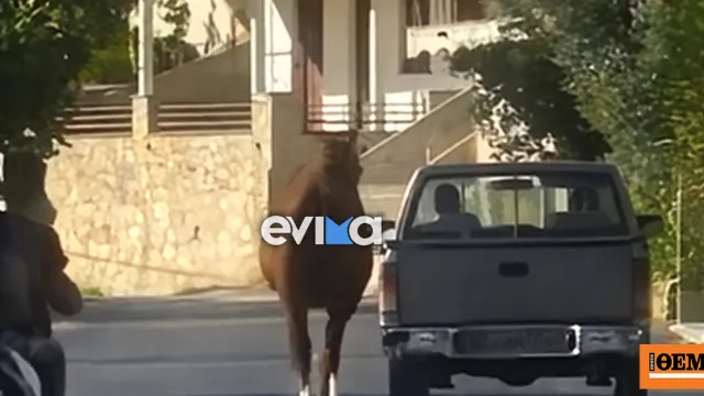 Αστυνομικός μπαίνει σε αυτοκίνητο κατά τη διάρκεια καταδίωξης