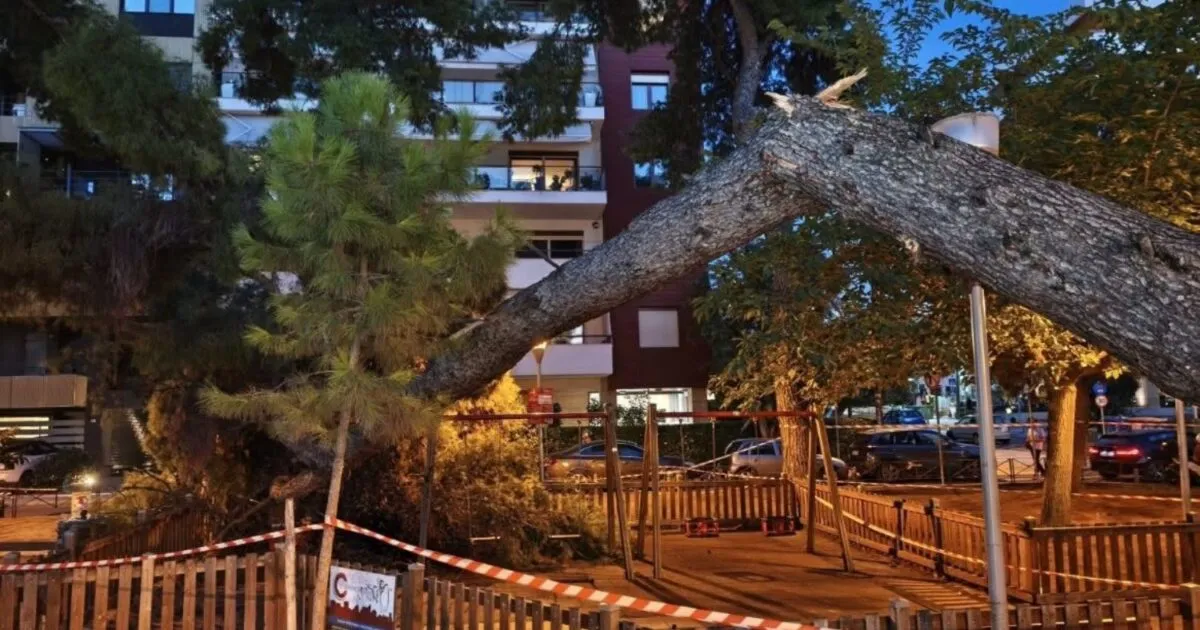 Παιδική χαρά στην Καλαμαριά με πεσμένο δέντρο