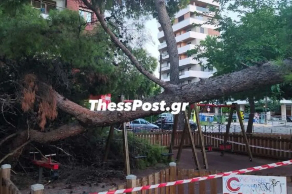 Η πτώση δέντρου στην Καλαμαριά τραυμάτισε μητέρα και παιδί