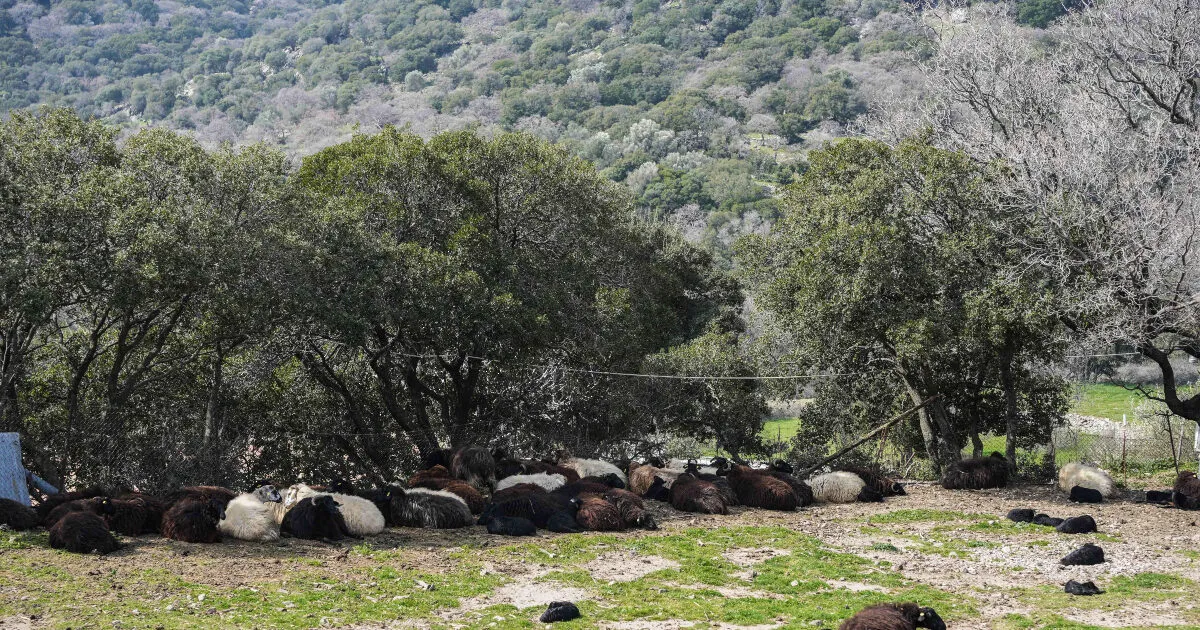 Κεραυνός σε βοσκότοπο στα Ιωάννινα με πρόβατα