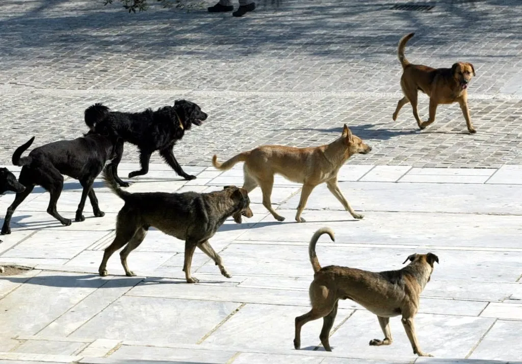 Αδέσποτα σκυλιά σε δρόμο περιοχής Δρυμού Θεσσαλονίκης