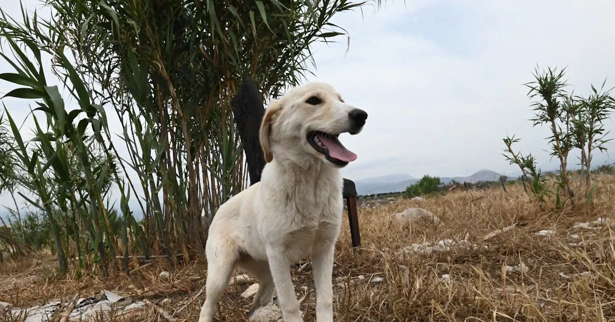 Σκυλί φύλαξης ποιμνίου σε αγροτική περιοχή Τρικάλων