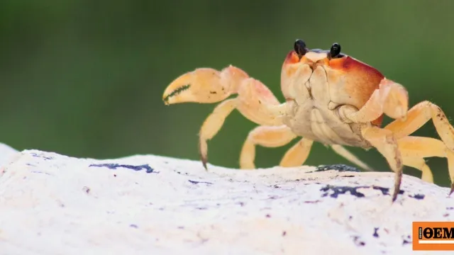 Ξενικό καβούρι Liomera rugipes στα ύδατα της Ρόδου