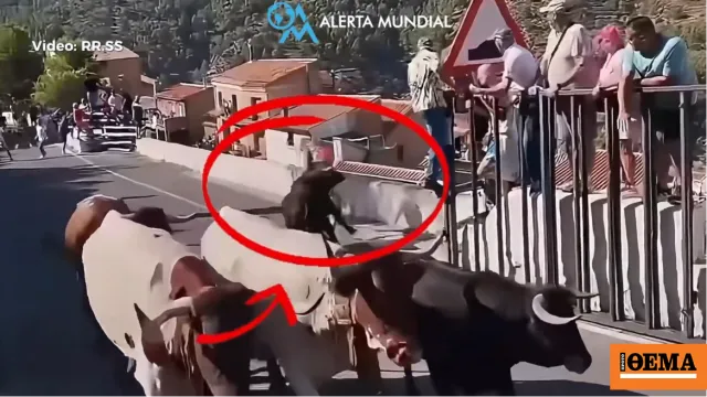 Θανατηφόρα επίθεση ταύρου σε ταυροδρομία στην Ισπανία
