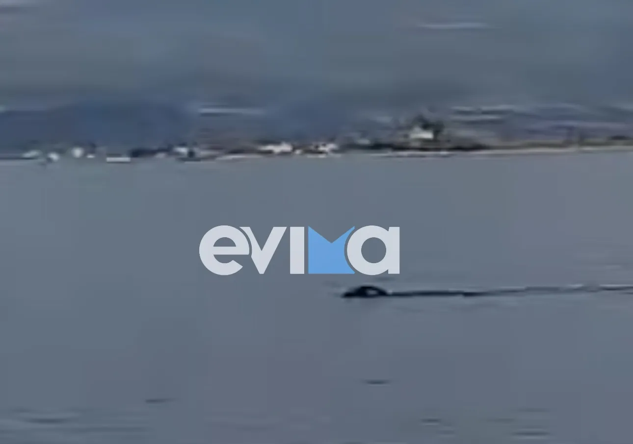 Φώκια και δελφίνια κολυμπούν στον Ευβοϊκό Κόλπο